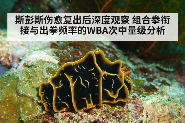斯彭斯伤愈复出后深度观察 组合拳衔接与出拳频率的WBA次中量级分析
